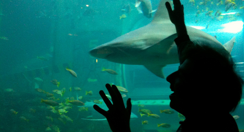 DAVID O'DOHERTY WILL TRY TO FIX EVERYTHING - Comedy at Project Arts Centre as part of Dublin Fringe Festival 2013