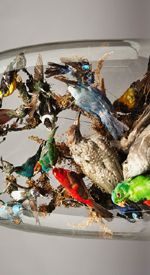 The Seagull and other Birds at Project Arts Centre as part of Dublin Theatre Festival