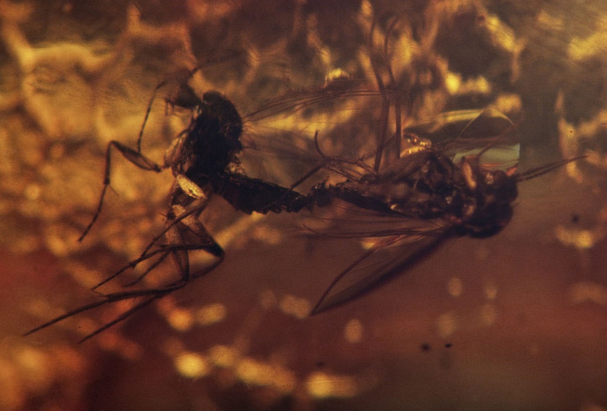 A Breathcrystal Film Screening - Project Arts Centre, Dublin - De-extinction by Pierre Huyghe