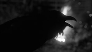 Landscape black and white close up photograph of a Raven with his beak open against an out of focus bonfire