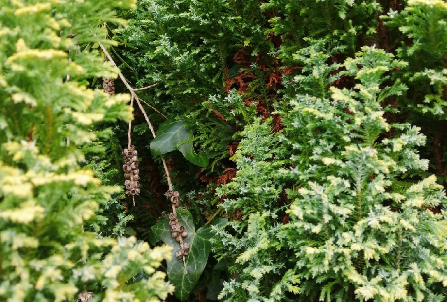 A close up image of green shrubbery with red berries.