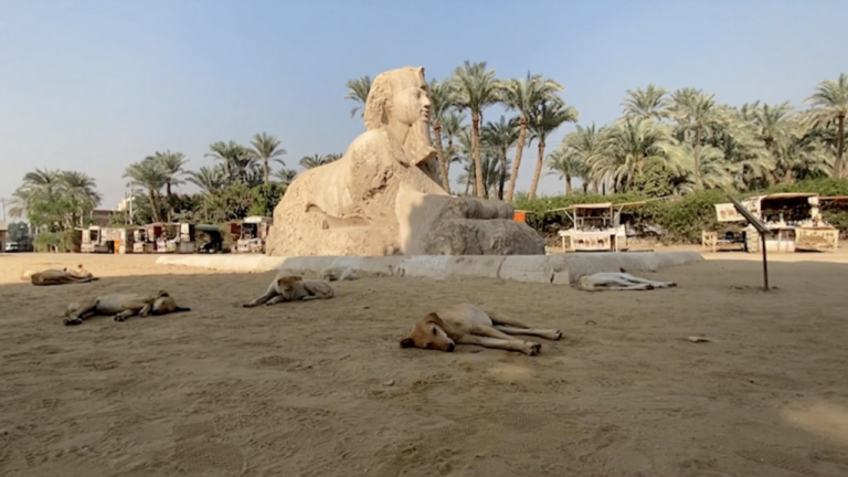 1554985-1280x720 - Sara Greavu