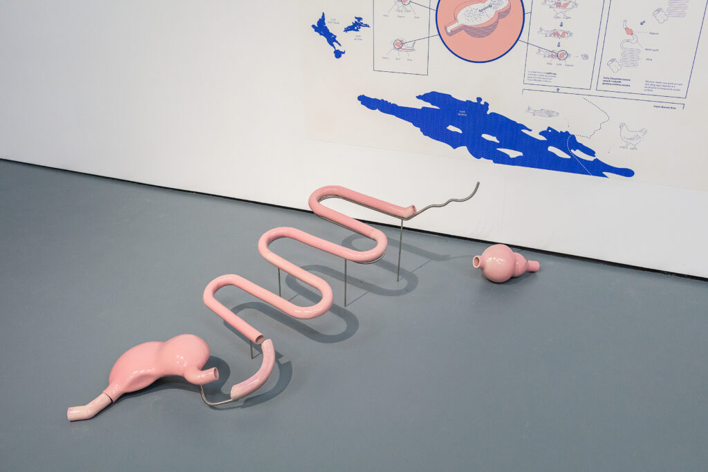 The image shows a contemporary art installation by Ciaran O’Dochartaigh, featuring a sculptural work arranged on a gray floor against a white wall. The sculpture consists of a series of smooth, pink, ceramic-like tubular forms of digestive system. These forms include curved, bulbous, and looping segments supported by thin metal rods that hold parts of the sculpture slightly elevated off the ground. On the wall behind the sculpture, there is a diagram-like poster combining blue and pink illustrations that feature labelled sections, schematic organs, and line drawings of animals such as a fish and a chicken, suggesting a conceptual link between human and non-human bodies, systems, or ecosystems.